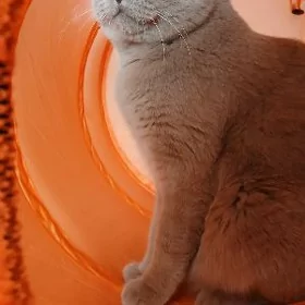 кот