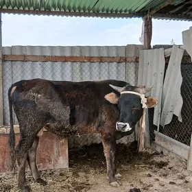 Öküz