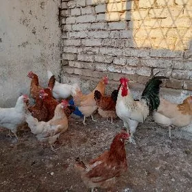 horoz towuk