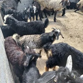 çebiş