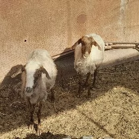 goýun