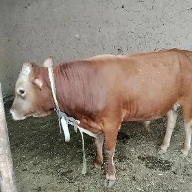 ōküz