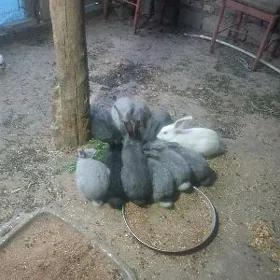 towşan