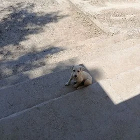 щенок девочка в добрые руки