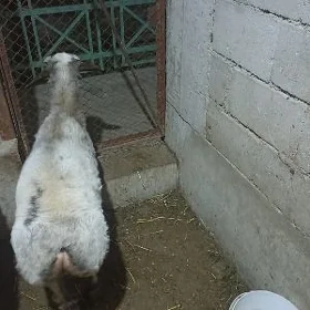 Semiz ýaş goýun