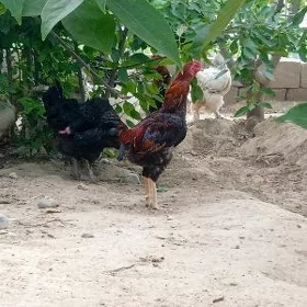 taşgent
