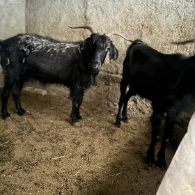 Geçi