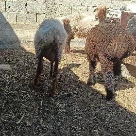 Tokly goyun