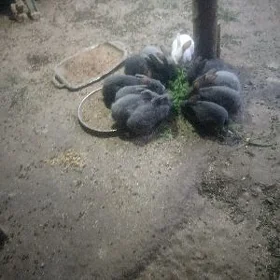 towşan