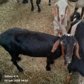 geci