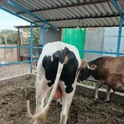 okuz arassa tohum mal 2.5 yas