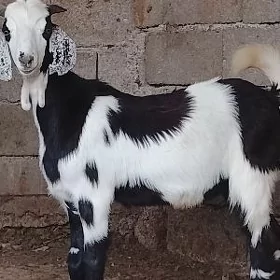 Pakistan