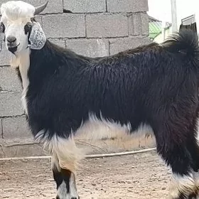 Pakistan