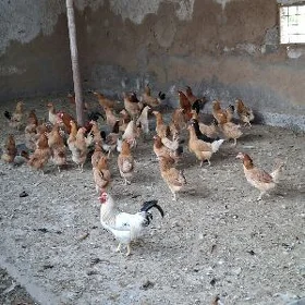 TOWUK HORAZ