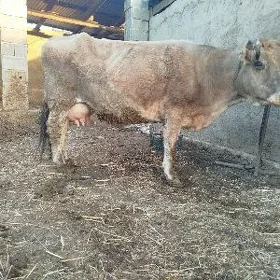 goleli sygyr