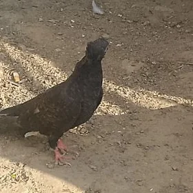 kepderi