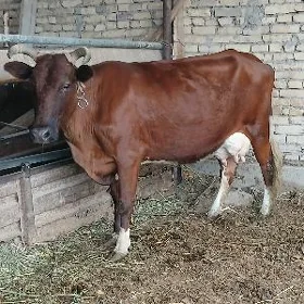 Burlat sygyr