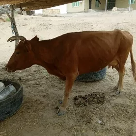 Sygyr