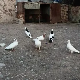 Kepderi