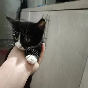 Котенок