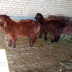 kockar kuzy