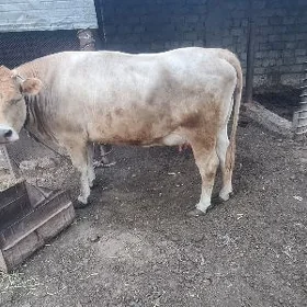 goleli sygyr