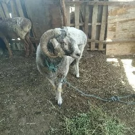 koçkar