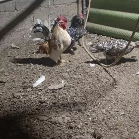 karlik horoz towuk juje