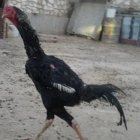 Özbek horaz