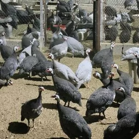 Sisarka