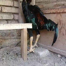 horaz