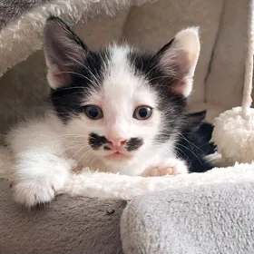 отдам котят в заботливые руки