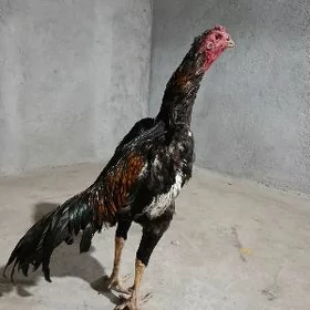 Baysok horaz