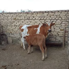 Sygyr gòleli