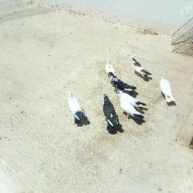 kepderi