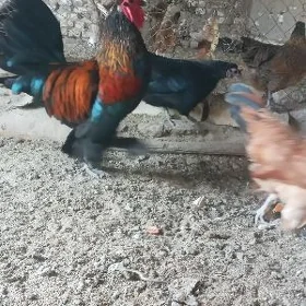 Towuklar