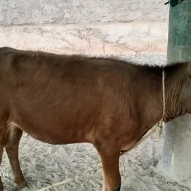 Tüwe