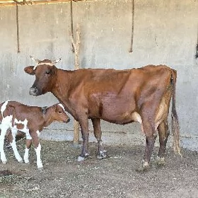 goleli