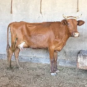 göleli