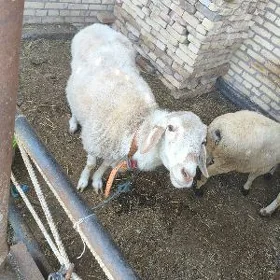 Ak goç