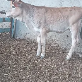 okuzce