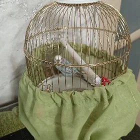 попугай 🦜