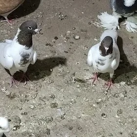 kepderi