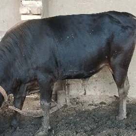 oküz