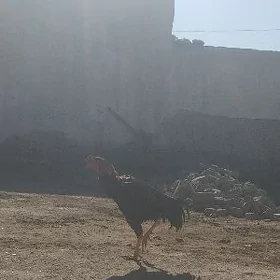 хораз