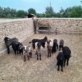 tokly çebiş
