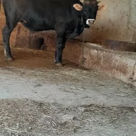ökūz