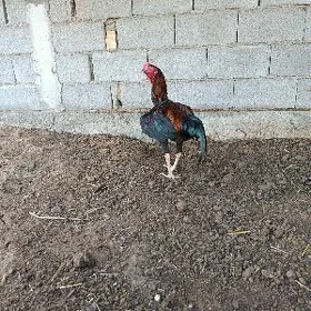 taşkent horaz