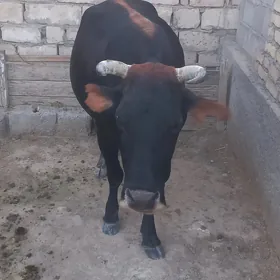sygyr