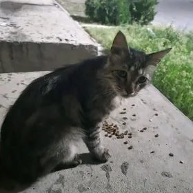 Чей кот/кошка?
